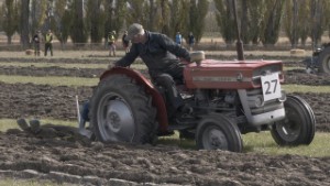 Vintage Massey Ferguson 135 Tractor Ploughing
